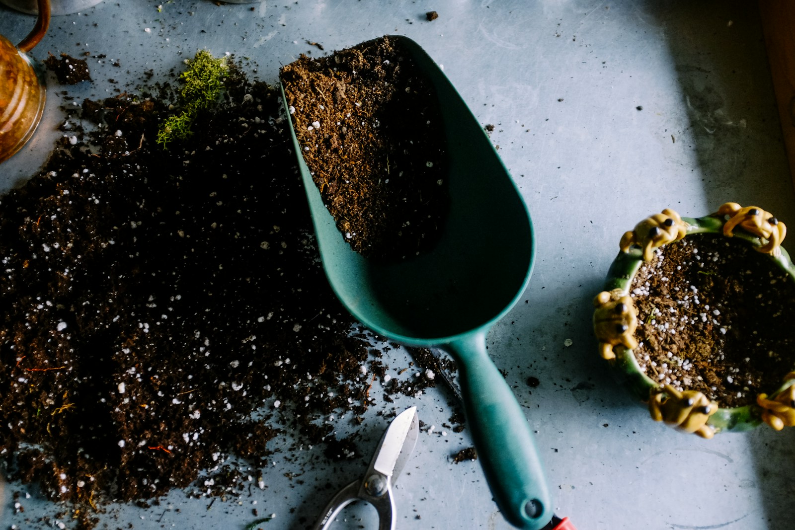 Quels sont les différents types de bouturage ? Guide complet pour multiplier vos plantes